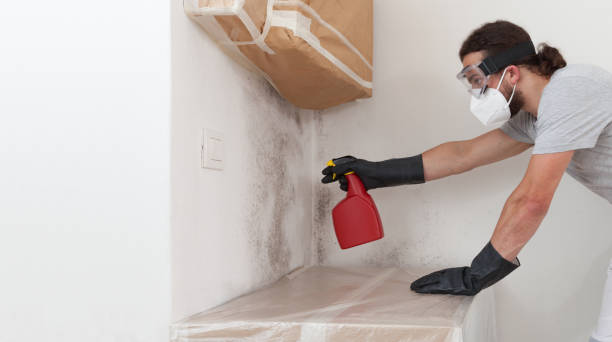 Professional Black Mold Remediation technician working in Franklin, PA