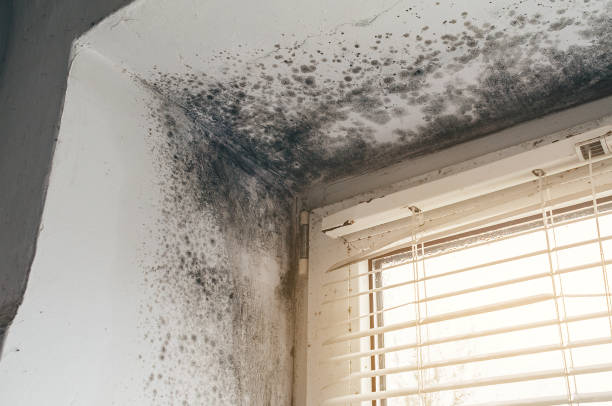 Affordable Black Mold Remediation solutions in Franklin, PA